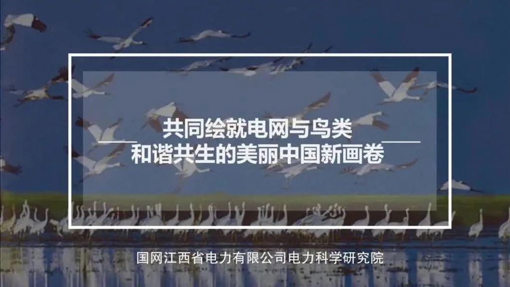《“鸟线共舞”探寻生命和谐共生之路》